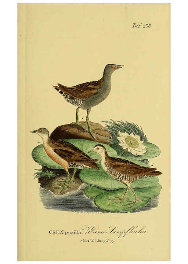 Reproducción/Reproduction 6059451498: Johann Andreas Naumann's ... Naturgeschichte der Vögel Deutschlands, nach einigen Erfahrungen entworfen. 13.T.Plates Leipzig :G. Fleischer,1820-1860