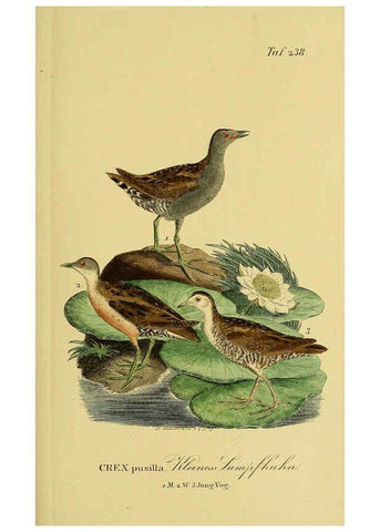 Reproducción/Reproduction 6059451498: Johann Andreas Naumann's ... Naturgeschichte der Vögel Deutschlands, nach einigen Erfahrungen entworfen. 13.T.Plates Leipzig :G. Fleischer,1820-1860