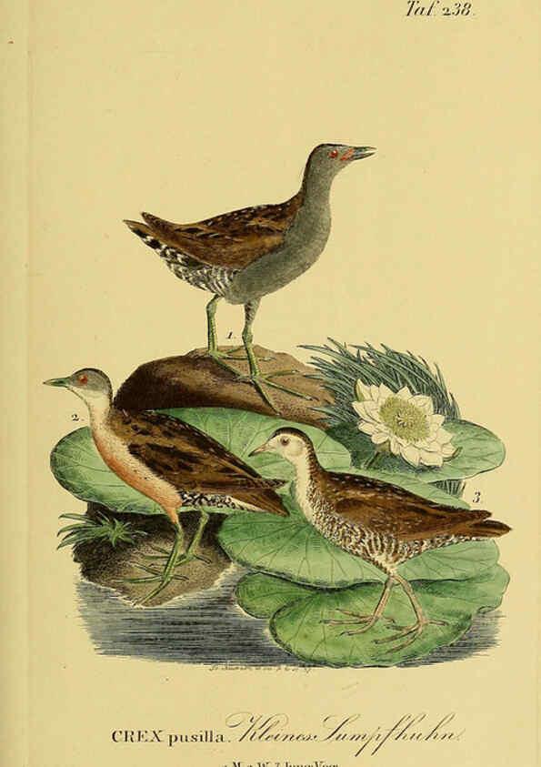 Reproducción/Reproduction 6059451498: Johann Andreas Naumann's ... Naturgeschichte der Vögel Deutschlands, nach einigen Erfahrungen entworfen. 13.T.Plates Leipzig :G. Fleischer,1820-1860