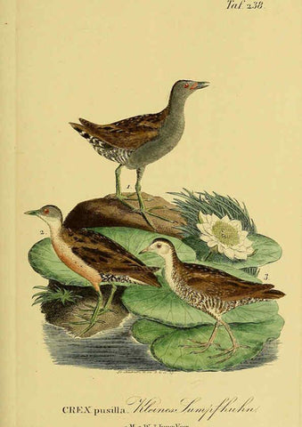 Reproducción/Reproduction 6059451498: Johann Andreas Naumann's ... Naturgeschichte der Vögel Deutschlands, nach einigen Erfahrungen entworfen. 13.T.Plates Leipzig :G. Fleischer,1820-1860