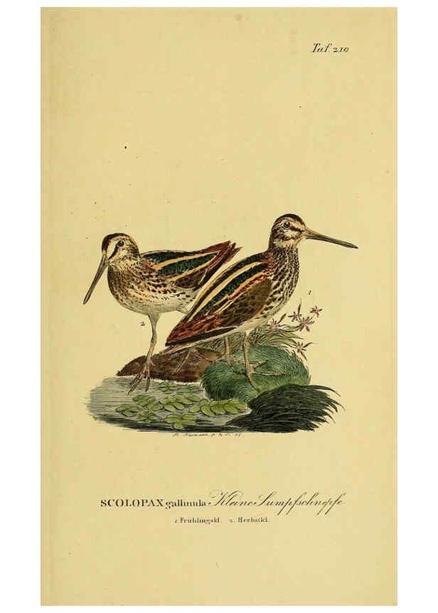 Reproducción/Reproduction 6059441554: Johann Andreas Naumann's ... Naturgeschichte der Vögel Deutschlands, nach einigen Erfahrungen entworfen. 13.T.Plates Leipzig :G. Fleischer,1820-1860