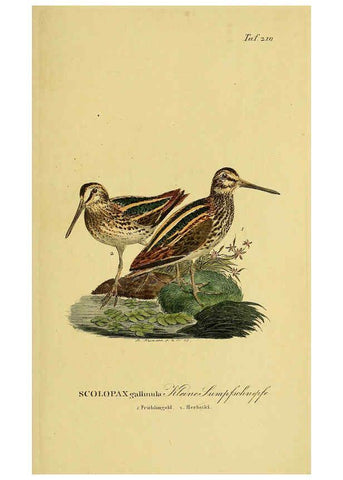 Reproducción/Reproduction 6059441554: Johann Andreas Naumann's ... Naturgeschichte der Vögel Deutschlands, nach einigen Erfahrungen entworfen. 13.T.Plates Leipzig :G. Fleischer,1820-1860