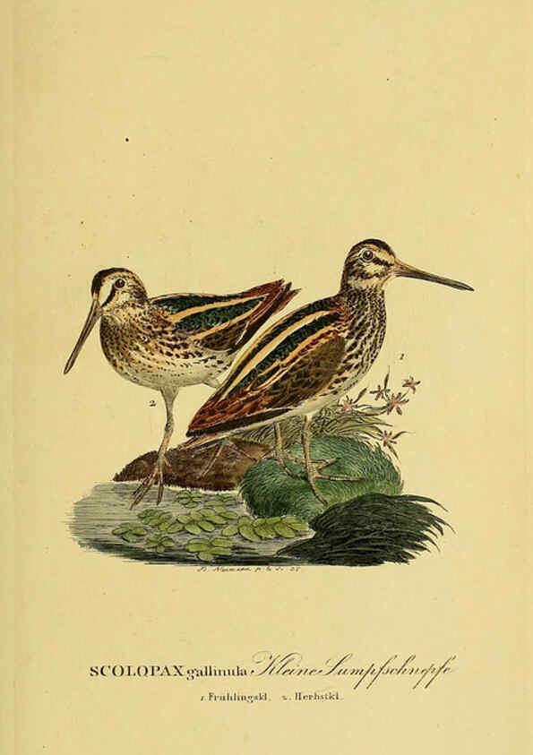 Reproducción/Reproduction 6059441554: Johann Andreas Naumann's ... Naturgeschichte der Vögel Deutschlands, nach einigen Erfahrungen entworfen. 13.T.Plates Leipzig :G. Fleischer,1820-1860