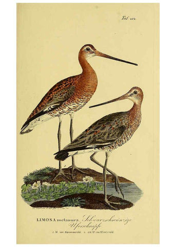 Reproducción/Reproduction 6058894783: Johann Andreas Naumann's ... Naturgeschichte der Vögel Deutschlands, nach einigen Erfahrungen entworfen. 13.T.Plates Leipzig :G. Fleischer,1820-1860