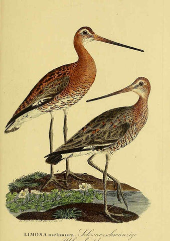 Reproducción/Reproduction 6058894783: Johann Andreas Naumann's ... Naturgeschichte der Vögel Deutschlands, nach einigen Erfahrungen entworfen. 13.T.Plates Leipzig :G. Fleischer,1820-1860