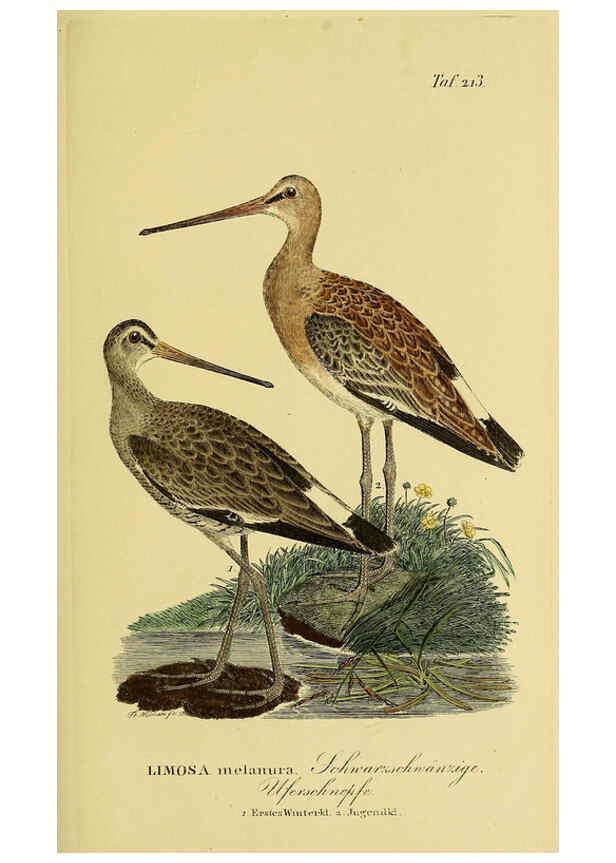 Reproducción/Reproduction 6058895135: Johann Andreas Naumann's ... Naturgeschichte der Vögel Deutschlands, nach einigen Erfahrungen entworfen. 13.T.Plates Leipzig :G. Fleischer,1820-1860