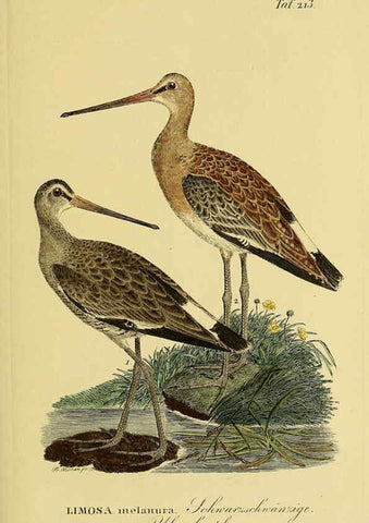 Reproducción/Reproduction 6058895135: Johann Andreas Naumann's ... Naturgeschichte der Vögel Deutschlands, nach einigen Erfahrungen entworfen. 13.T.Plates Leipzig :G. Fleischer,1820-1860