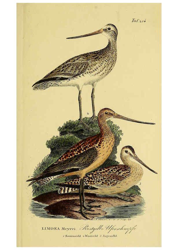 Reproducción/Reproduction 6058895613: Johann Andreas Naumann's ... Naturgeschichte der Vögel Deutschlands, nach einigen Erfahrungen entworfen. 13.T.Plates Leipzig :G. Fleischer,1820-1860
