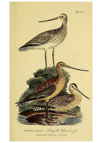 Reproducción/Reproduction 6058895613: Johann Andreas Naumann's ... Naturgeschichte der Vögel Deutschlands, nach einigen Erfahrungen entworfen. 13.T.Plates Leipzig :G. Fleischer,1820-1860