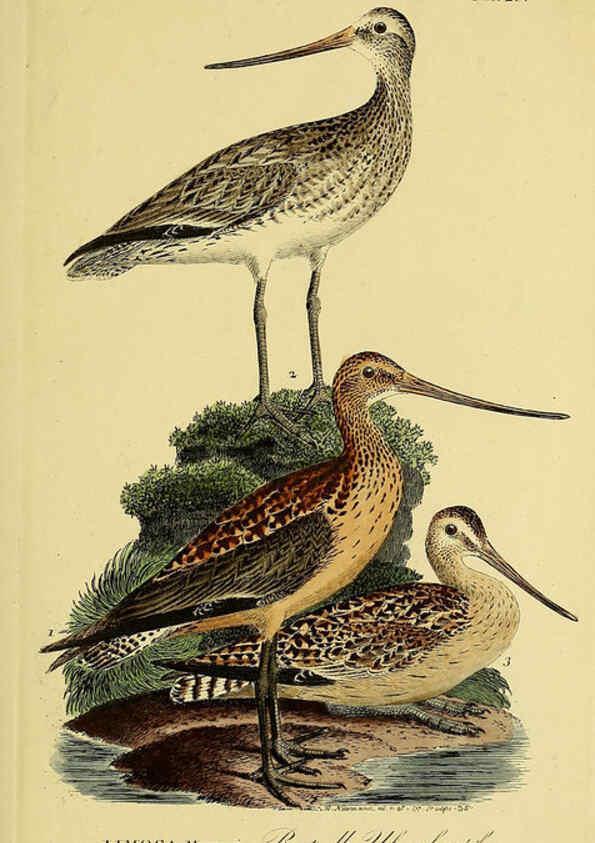 Reproducción/Reproduction 6058895613: Johann Andreas Naumann's ... Naturgeschichte der Vögel Deutschlands, nach einigen Erfahrungen entworfen. 13.T.Plates Leipzig :G. Fleischer,1820-1860
