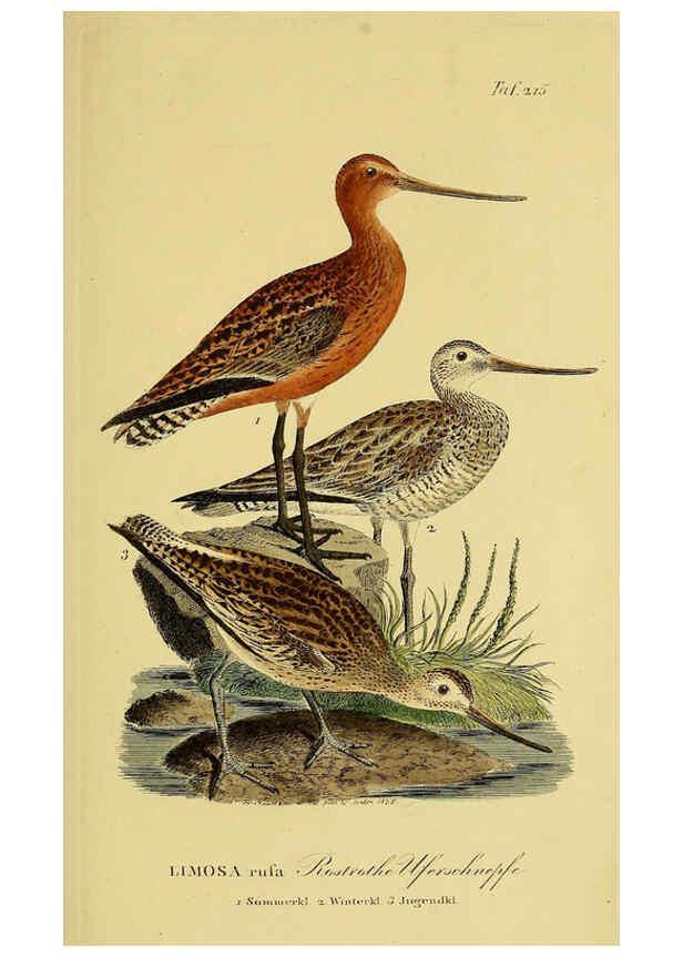 Reproducción/Reproduction 6059443442: Johann Andreas Naumann's ... Naturgeschichte der Vögel Deutschlands, nach einigen Erfahrungen entworfen. 13.T.Plates Leipzig :G. Fleischer,1820-1860