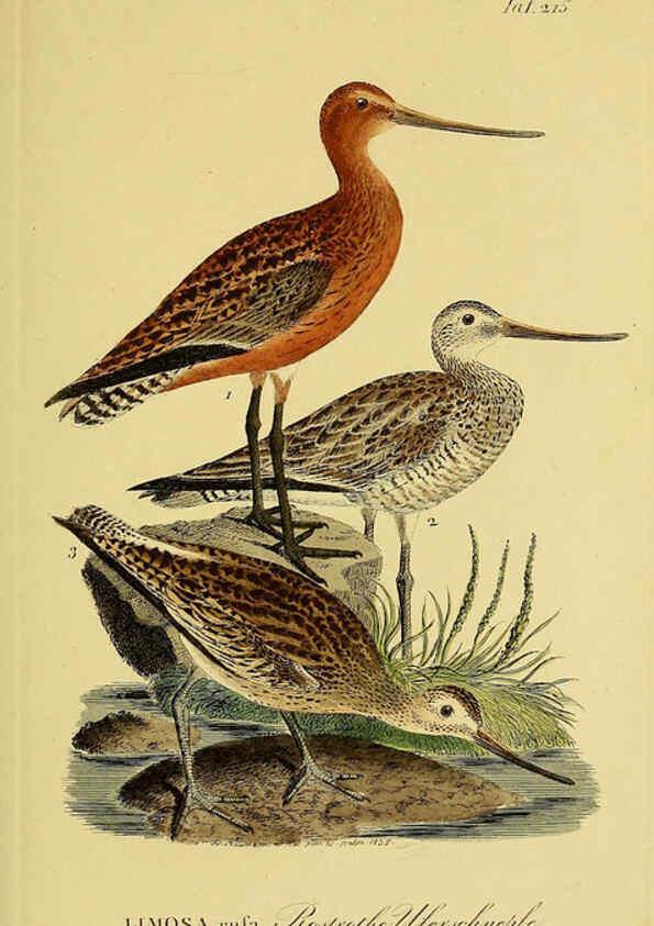 Reproducción/Reproduction 6059443442: Johann Andreas Naumann's ... Naturgeschichte der Vögel Deutschlands, nach einigen Erfahrungen entworfen. 13.T.Plates Leipzig :G. Fleischer,1820-1860