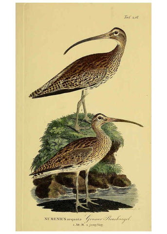 Reproducción/Reproduction 6058896271: Johann Andreas Naumann's ... Naturgeschichte der Vögel Deutschlands, nach einigen Erfahrungen entworfen. 13.T.Plates Leipzig :G. Fleischer,1820-1860