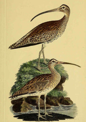 Reproducción/Reproduction 6058896271: Johann Andreas Naumann's ... Naturgeschichte der Vögel Deutschlands, nach einigen Erfahrungen entworfen. 13.T.Plates Leipzig :G. Fleischer,1820-1860