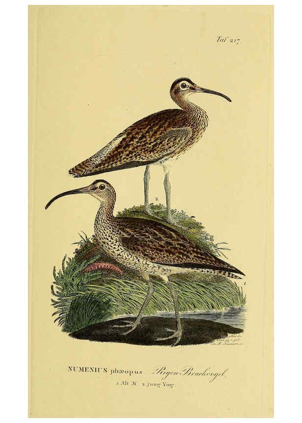 Reproducción/Reproduction 6059444066: Johann Andreas Naumann's ... Naturgeschichte der Vögel Deutschlands, nach einigen Erfahrungen entworfen. 13.T.Plates Leipzig :G. Fleischer,1820-1860