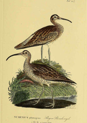 Reproducción/Reproduction 6059444066: Johann Andreas Naumann's ... Naturgeschichte der Vögel Deutschlands, nach einigen Erfahrungen entworfen. 13.T.Plates Leipzig :G. Fleischer,1820-1860