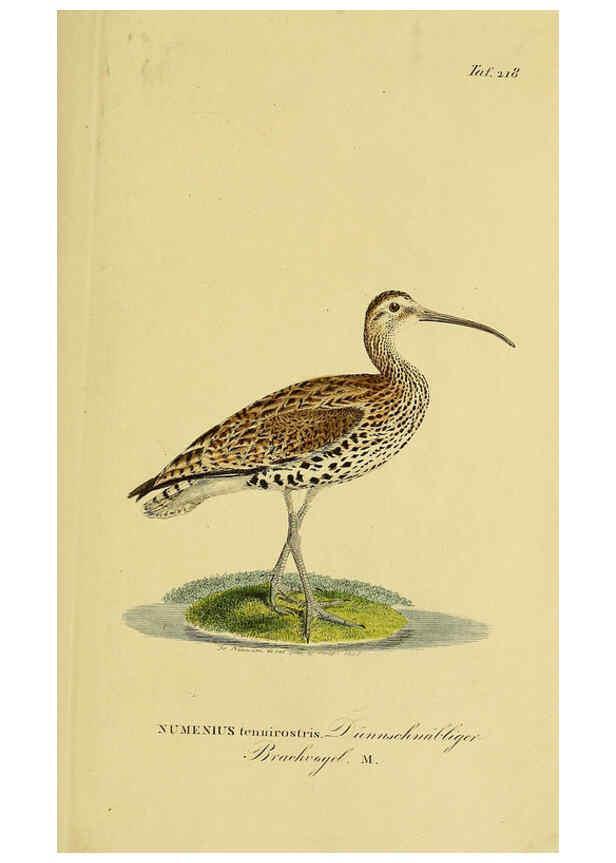 Reproducción/Reproduction 6058897027: Johann Andreas Naumann's ... Naturgeschichte der Vögel Deutschlands, nach einigen Erfahrungen entworfen. 13.T.Plates Leipzig :G. Fleischer,1820-1860