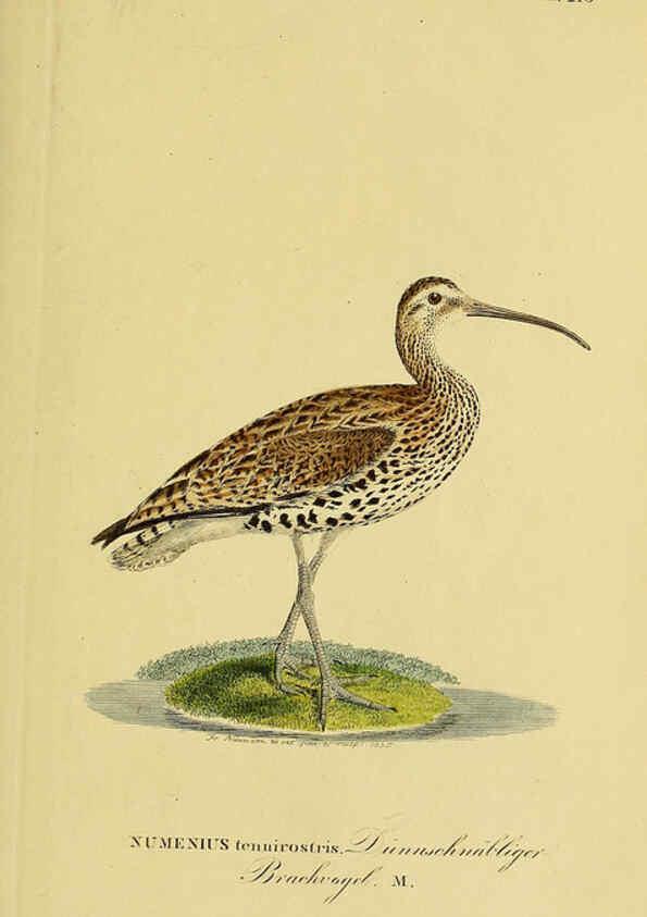 Reproducción/Reproduction 6058897027: Johann Andreas Naumann's ... Naturgeschichte der Vögel Deutschlands, nach einigen Erfahrungen entworfen. 13.T.Plates Leipzig :G. Fleischer,1820-1860