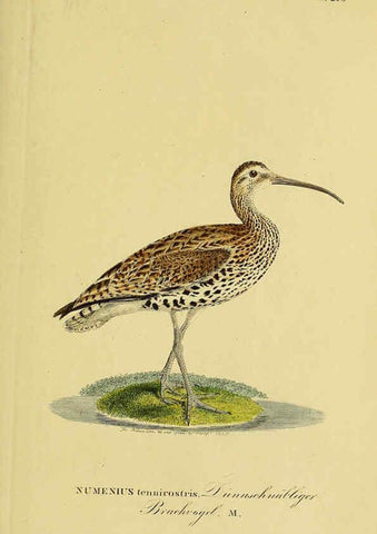 Reproducción/Reproduction 6058897027: Johann Andreas Naumann's ... Naturgeschichte der Vögel Deutschlands, nach einigen Erfahrungen entworfen. 13.T.Plates Leipzig :G. Fleischer,1820-1860