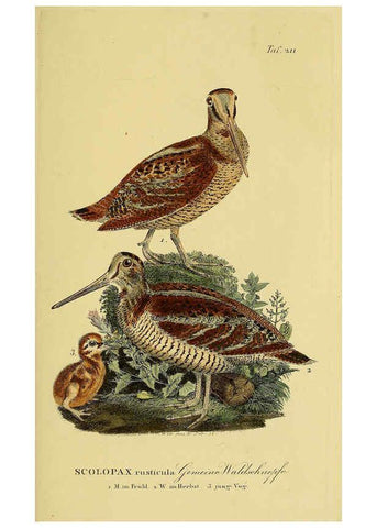 Reproducción/Reproduction 6059441788: Johann Andreas Naumann's ... Naturgeschichte der Vögel Deutschlands, nach einigen Erfahrungen entworfen. 13.T.Plates Leipzig :G. Fleischer,1820-1860