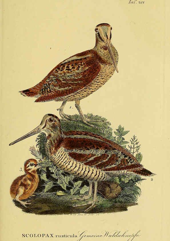 Reproducción/Reproduction 6059441788: Johann Andreas Naumann's ... Naturgeschichte der Vögel Deutschlands, nach einigen Erfahrungen entworfen. 13.T.Plates Leipzig :G. Fleischer,1820-1860