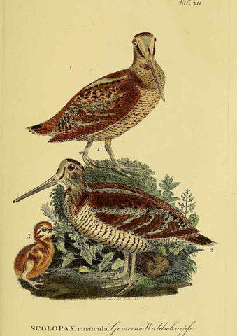 Reproducción/Reproduction 6059441788: Johann Andreas Naumann's ... Naturgeschichte der Vögel Deutschlands, nach einigen Erfahrungen entworfen. 13.T.Plates Leipzig :G. Fleischer,1820-1860