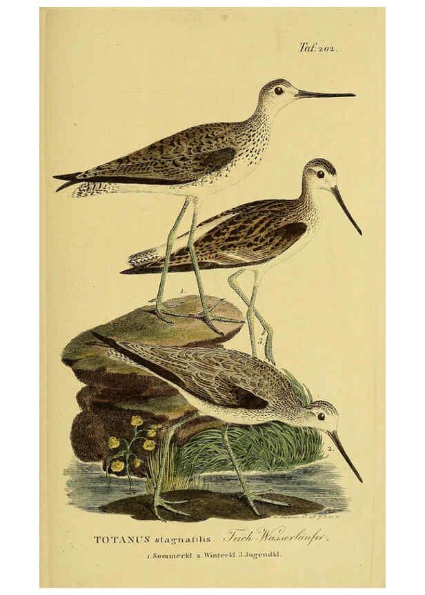 Reproducción/Reproduction 6059438464: Johann Andreas Naumann's ... Naturgeschichte der Vögel Deutschlands, nach einigen Erfahrungen entworfen. 13.T.Plates Leipzig :G. Fleischer,1820-1860