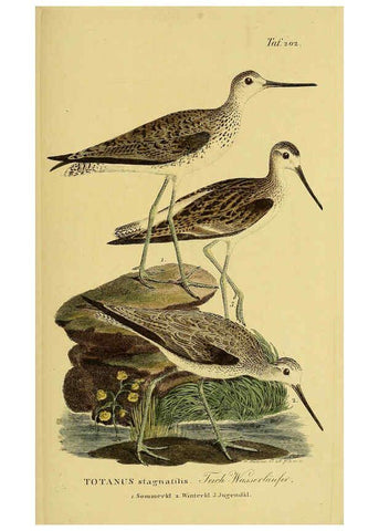 Reproducción/Reproduction 6059438464: Johann Andreas Naumann's ... Naturgeschichte der Vögel Deutschlands, nach einigen Erfahrungen entworfen. 13.T.Plates Leipzig :G. Fleischer,1820-1860