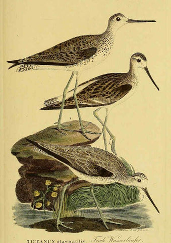 Reproducción/Reproduction 6059438464: Johann Andreas Naumann's ... Naturgeschichte der Vögel Deutschlands, nach einigen Erfahrungen entworfen. 13.T.Plates Leipzig :G. Fleischer,1820-1860