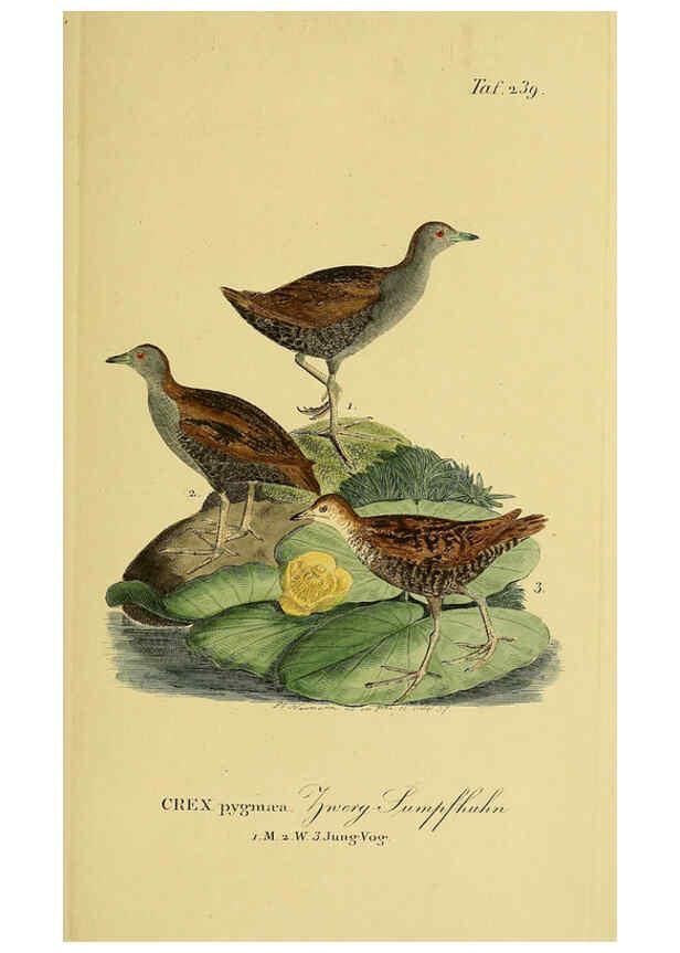 Reproducción/Reproduction 6059451856: Johann Andreas Naumann's ... Naturgeschichte der Vögel Deutschlands, nach einigen Erfahrungen entworfen. 13.T.Plates Leipzig :G. Fleischer,1820-1860