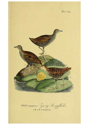 Reproducción/Reproduction 6059451856: Johann Andreas Naumann's ... Naturgeschichte der Vögel Deutschlands, nach einigen Erfahrungen entworfen. 13.T.Plates Leipzig :G. Fleischer,1820-1860
