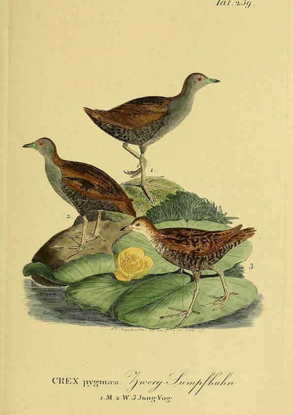 Reproducción/Reproduction 6059451856: Johann Andreas Naumann's ... Naturgeschichte der Vögel Deutschlands, nach einigen Erfahrungen entworfen. 13.T.Plates Leipzig :G. Fleischer,1820-1860