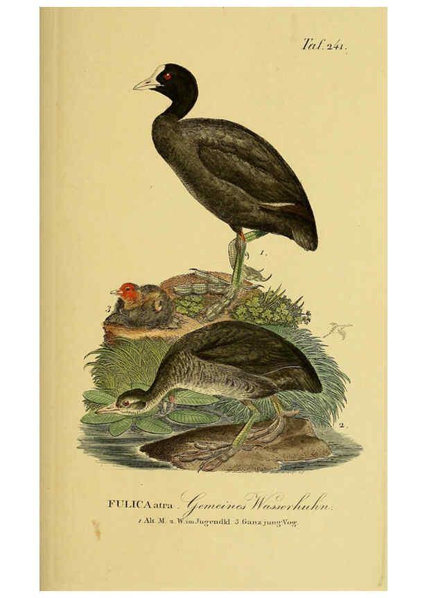 Reproducción/Reproduction 6058904767: Johann Andreas Naumann's ... Naturgeschichte der Vögel Deutschlands, nach einigen Erfahrungen entworfen. 13.T.Plates Leipzig :G. Fleischer,1820-1860