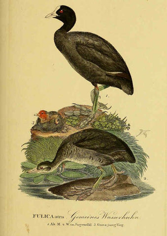 Reproducción/Reproduction 6058904767: Johann Andreas Naumann's ... Naturgeschichte der Vögel Deutschlands, nach einigen Erfahrungen entworfen. 13.T.Plates Leipzig :G. Fleischer,1820-1860