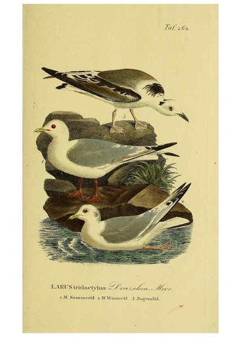 Reproducción/Reproduction 6058912075: Johann Andreas Naumann's ... Naturgeschichte der Vögel Deutschlands, nach einigen Erfahrungen entworfen. 13.T.Plates Leipzig :G. Fleischer,1820-1860