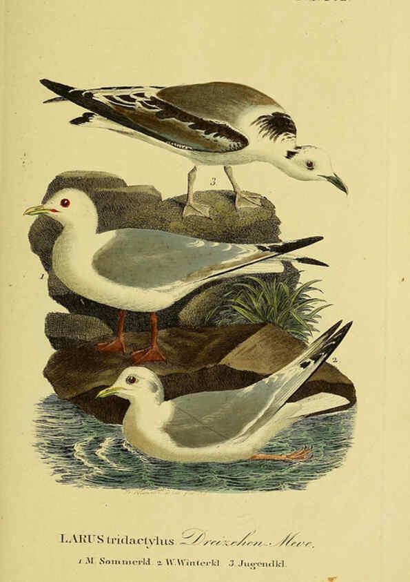 Reproducción/Reproduction 6058912075: Johann Andreas Naumann's ... Naturgeschichte der Vögel Deutschlands, nach einigen Erfahrungen entworfen. 13.T.Plates Leipzig :G. Fleischer,1820-1860