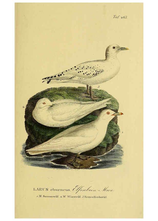 Reproducción/Reproduction 6058912441: Johann Andreas Naumann's ... Naturgeschichte der Vögel Deutschlands, nach einigen Erfahrungen entworfen. 13.T.Plates Leipzig :G. Fleischer,1820-1860
