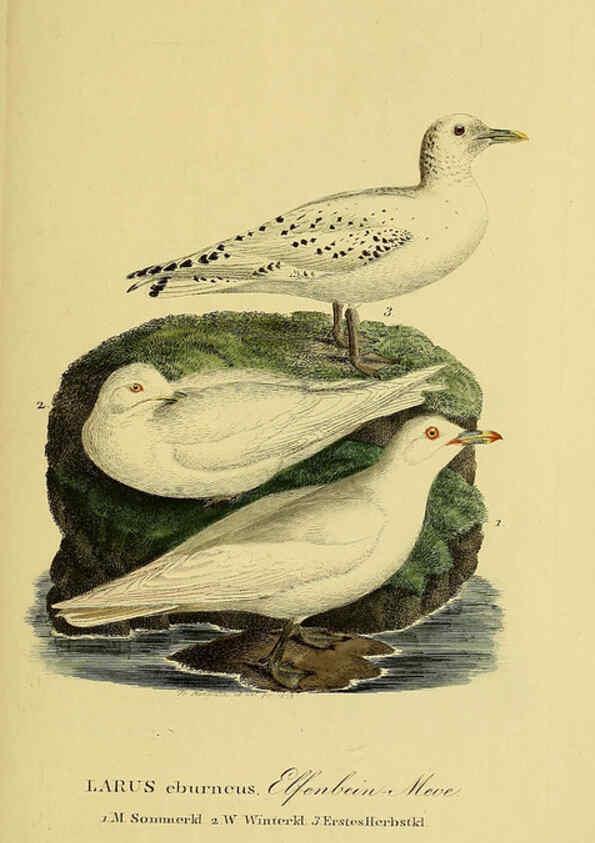 Reproducción/Reproduction 6058912441: Johann Andreas Naumann's ... Naturgeschichte der Vögel Deutschlands, nach einigen Erfahrungen entworfen. 13.T.Plates Leipzig :G. Fleischer,1820-1860