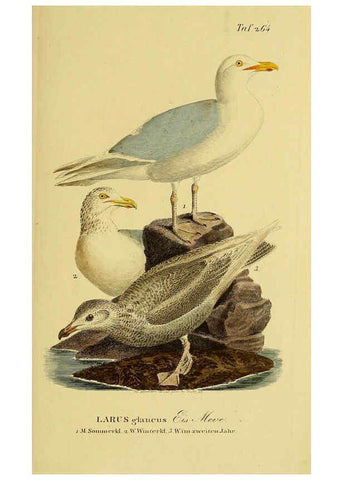 Reproducción/Reproduction 6059460476: Johann Andreas Naumann's ... Naturgeschichte der Vögel Deutschlands, nach einigen Erfahrungen entworfen. 13.T.Plates Leipzig :G. Fleischer,1820-1860
