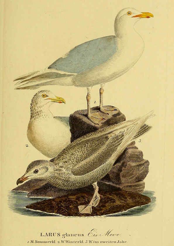 Reproducción/Reproduction 6059460476: Johann Andreas Naumann's ... Naturgeschichte der Vögel Deutschlands, nach einigen Erfahrungen entworfen. 13.T.Plates Leipzig :G. Fleischer,1820-1860