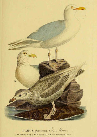 Reproducción/Reproduction 6059460476: Johann Andreas Naumann's ... Naturgeschichte der Vögel Deutschlands, nach einigen Erfahrungen entworfen. 13.T.Plates Leipzig :G. Fleischer,1820-1860