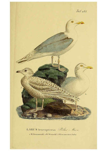 Reproducción/Reproduction 6059460854: Johann Andreas Naumann's ... Naturgeschichte der Vögel Deutschlands, nach einigen Erfahrungen entworfen. 13.T.Plates Leipzig :G. Fleischer,1820-1860