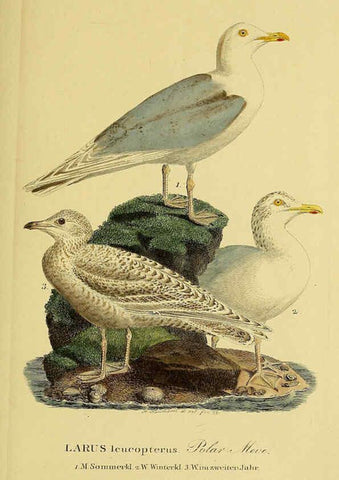 Reproducción/Reproduction 6059460854: Johann Andreas Naumann's ... Naturgeschichte der Vögel Deutschlands, nach einigen Erfahrungen entworfen. 13.T.Plates Leipzig :G. Fleischer,1820-1860