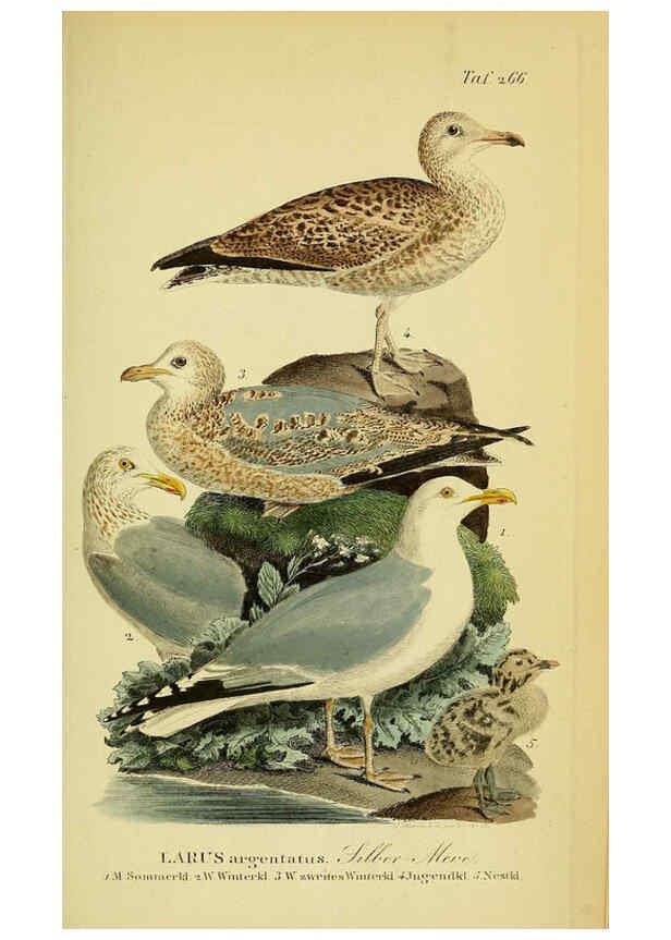 Reproducción/Reproduction 6058913635: Johann Andreas Naumann's ... Naturgeschichte der Vögel Deutschlands, nach einigen Erfahrungen entworfen. 13.T.Plates Leipzig :G. Fleischer,1820-1860