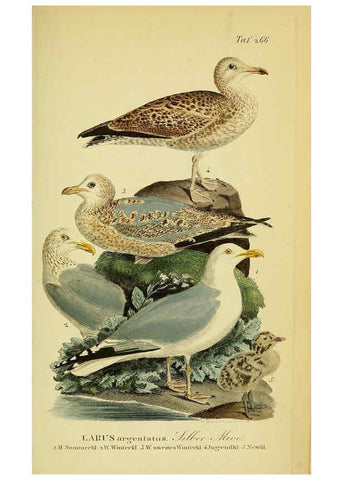 Reproducción/Reproduction 6058913635: Johann Andreas Naumann's ... Naturgeschichte der Vögel Deutschlands, nach einigen Erfahrungen entworfen. 13.T.Plates Leipzig :G. Fleischer,1820-1860