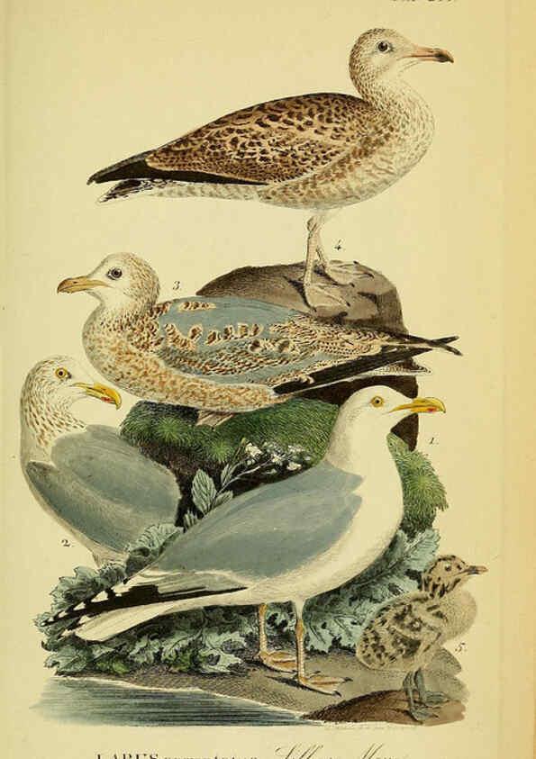 Reproducción/Reproduction 6058913635: Johann Andreas Naumann's ... Naturgeschichte der Vögel Deutschlands, nach einigen Erfahrungen entworfen. 13.T.Plates Leipzig :G. Fleischer,1820-1860