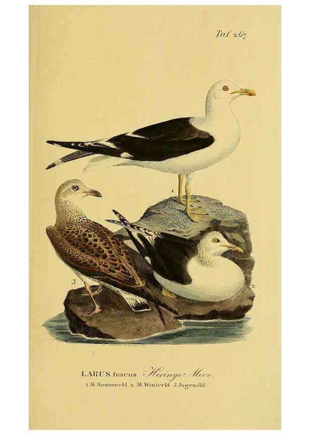 Reproducción/Reproduction 6058913863: Johann Andreas Naumann's ... Naturgeschichte der Vögel Deutschlands, nach einigen Erfahrungen entworfen. 13.T.Plates Leipzig :G. Fleischer,1820-1860