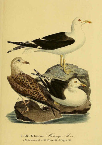 Reproducción/Reproduction 6058913863: Johann Andreas Naumann's ... Naturgeschichte der Vögel Deutschlands, nach einigen Erfahrungen entworfen. 13.T.Plates Leipzig :G. Fleischer,1820-1860