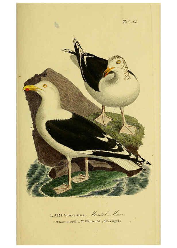 Reproducción/Reproduction 6058914109: Johann Andreas Naumann's ... Naturgeschichte der Vögel Deutschlands, nach einigen Erfahrungen entworfen. 13.T.Plates Leipzig :G. Fleischer,1820-1860
