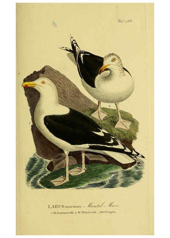 Reproducción/Reproduction 6058914109: Johann Andreas Naumann's ... Naturgeschichte der Vögel Deutschlands, nach einigen Erfahrungen entworfen. 13.T.Plates Leipzig :G. Fleischer,1820-1860